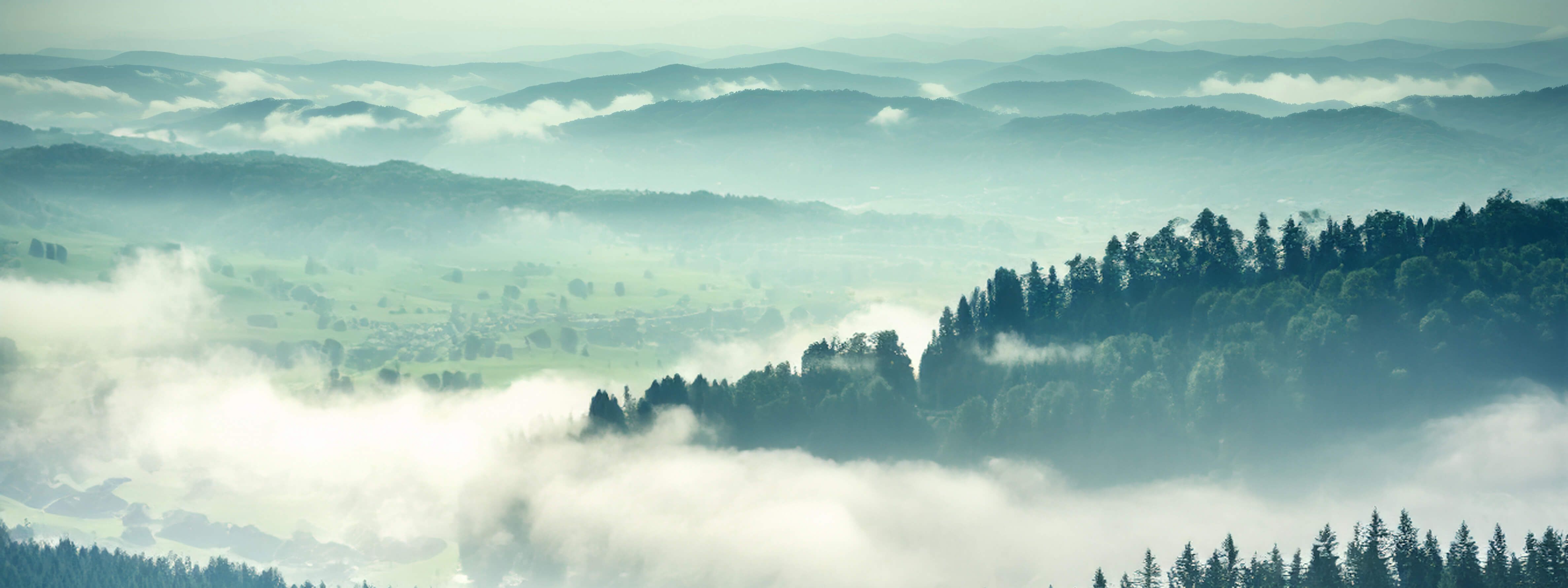 Weitläufige Waldlandschaft mit etwas Nebel